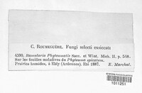 Ramularia phyteumatis image